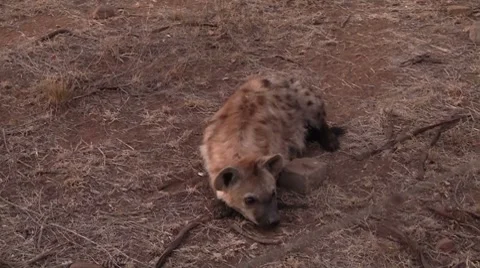 Spotted Hyena lying down Stock Footage 8568573