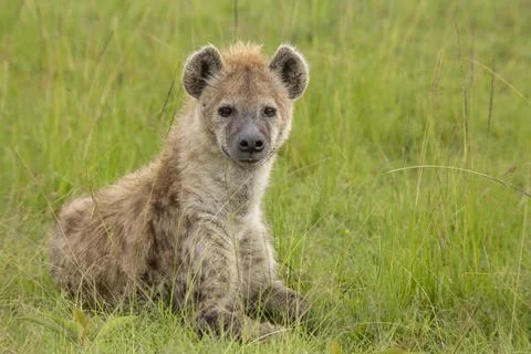 Spotted hyena lying down in the grass on the savanna. African wildlife safari Stock Photos