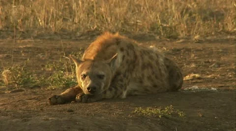 A spotted hyena lying on the ground. Vídeo Stock 12362411