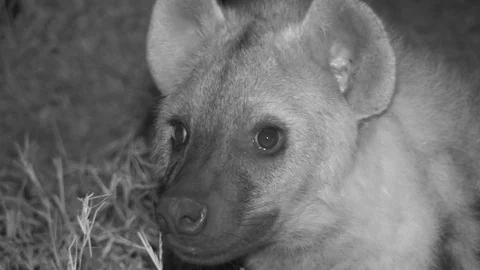 Spotted hyena at night Video stock 84669275