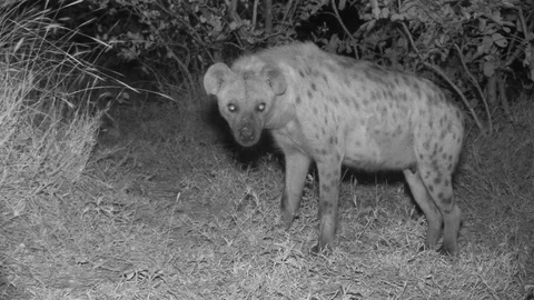 Spotted hyena at night Video stock 84672454