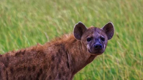 Spotted hyena or laughing hyena head close up Stock Photos