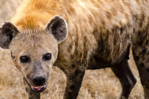 Spotted hyena 스톡 사진