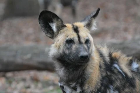 Spotted Hyena Stock Photos