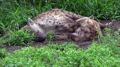 Spotted hyena with pup Stock Footage 75339086