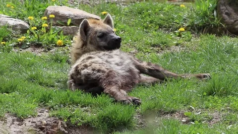 A spotted hyena is relaxing Stock Footage 106579987