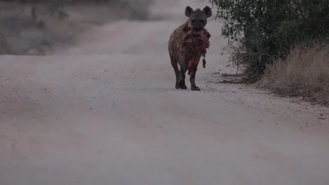 A spotted hyena with the remaining carcass approaching on the road. Stock Footage 346769451