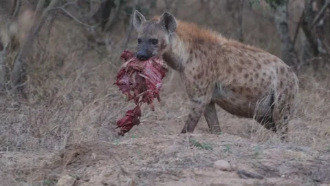 A spotted hyena with the remaining carcass approaching Stock Footage 346769491