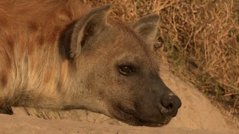 Spotted hyena resting / sleeping Video stock 85539694