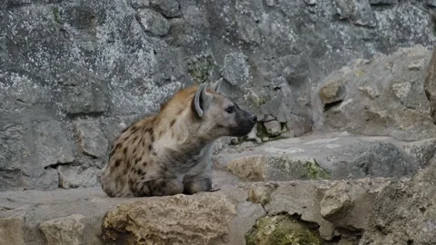 A spotted hyena rests on stone steps near a rocky wall inside a zoo enclosure Stock Footage 325789772