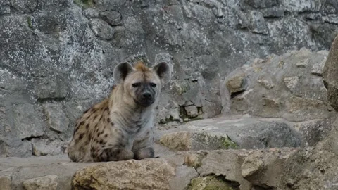 A spotted hyena rests on stone steps near a rocky wall inside a zoo enclosure Stock Footage 325789837
