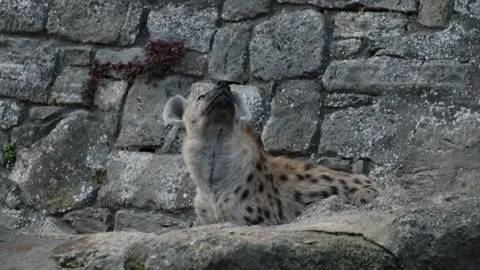 A spotted hyena rests on stone steps near a rocky wall inside a zoo enclosure Stock Footage 325789945