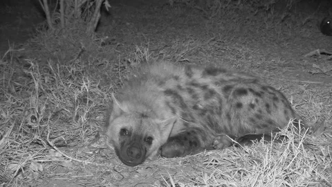 Spotted hyena sleeping at night Video stock 84669230