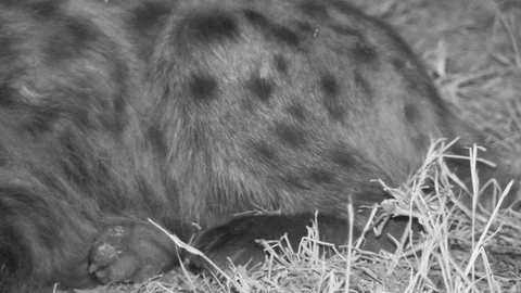 Spotted hyena sleeping at night Video stock 84669238
