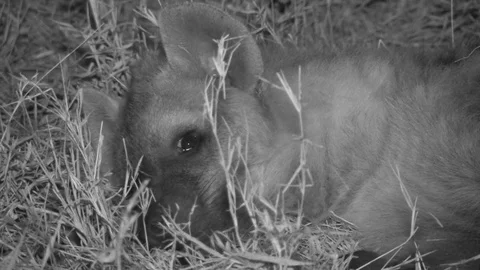 Spotted hyena sleeping at night Video stock 84669361