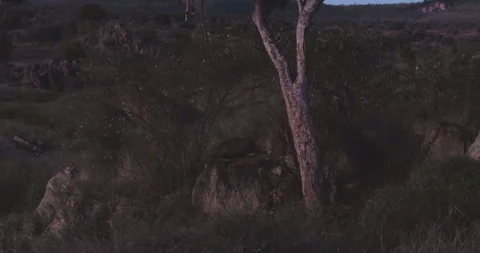 Spotted Hyena sniffing a kill as a leopard rests in savannah Vídeo Stock 310972155