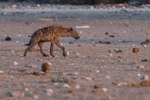 Spotted Hyena in sparse landscape Stock Photos