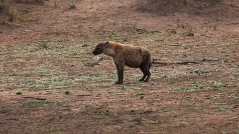 A spotted hyena is standing and looking around at dusk. Vídeo Stock 220123079