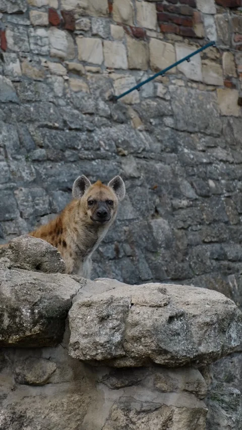 Spotted hyena stands behind a stone wall inside a zoo enclosure, calmly Stock Footage 325740302