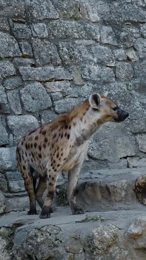 Spotted hyena stands behind a stone wall inside a zoo enclosure, calmly Stock Footage 325741313