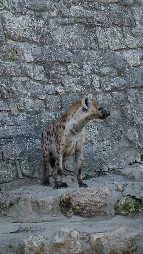 Spotted hyena stands behind a stone wall inside a zoo enclosure, calmly Stock Footage 325741320