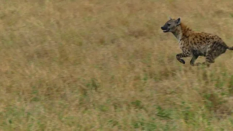 A spotted hyena tries to hunt wildebeest at sunset in the savannah Stock Footage