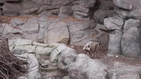 Spotted hyena walk in mountain between rocks Stock Footage 154434634