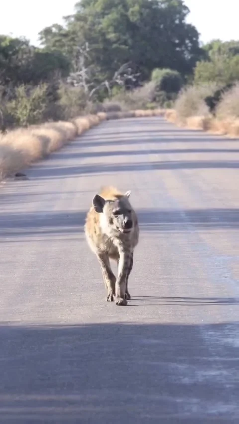 Spotted hyena walking along an empty road in a wildlife reserve Vídeos de archivo 334635260