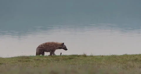 Spotted Hyena walking away from camera along waterbody Video stock 314795311