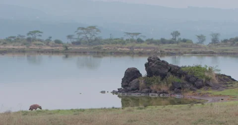 Spotted Hyena walking away from camera along waterbody Stock Footage 314796813