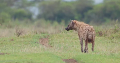 Spotted Hyena walking away from camera on green grass Stock Footage 314798411