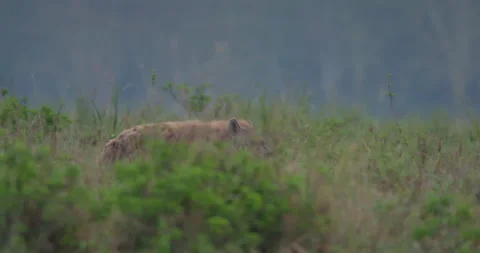 Spotted hyena walking between short shrubs in savannah Video stock 314798172