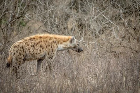 Spotted hyena walking in the bush. Stock Photos
