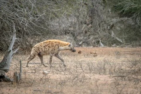 Spotted hyena walking in the bush. Stock Photos