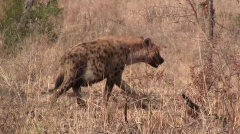 Spotted Hyena Walking close-up Stock Footage 2139115