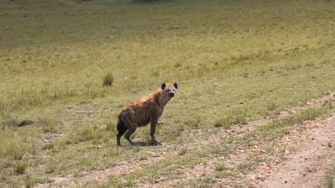 Spotted hyena walking down dirt track in serengeti national park Stock Footage 329669824