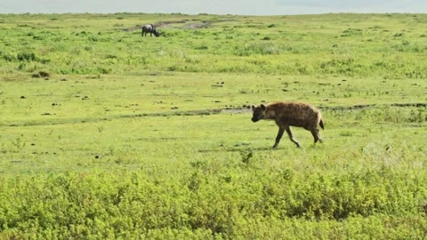Spotted Hyena walking Vídeos de archivo 160542493