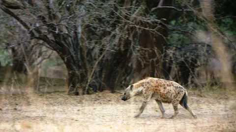 Spotted Hyena walking Видео 219799510
