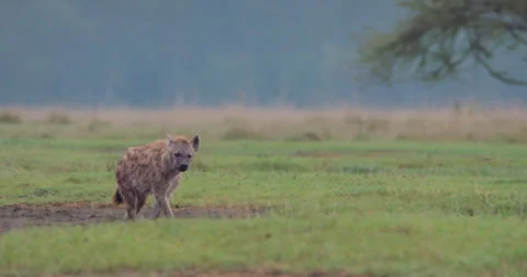 Spotted hyena walking through low ground in morning Stock Footage 314796805