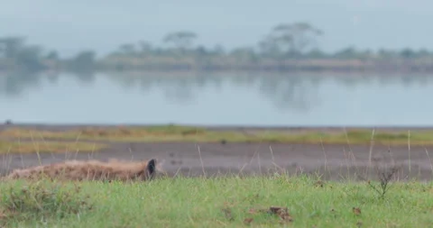 Spotted hyena walking through low ground in morning Stock Footage 314798674