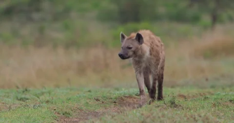Spotted hyena walking towards camera in grassland in morning Stock Footage 314795474