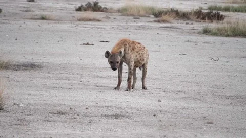 Spotted hyena watching Stock Footage 171822029