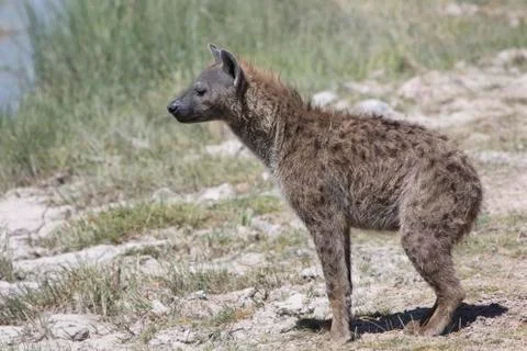 Spotted hyena which does not stand on the bank of a dry river in the dry seas Stock Photos