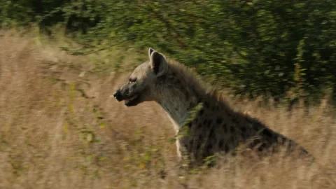Spotted Hyena in the wild Stock Footage 154128888