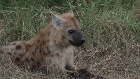 Spotted Hyena in the wild Stock Footage 154142794