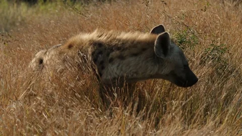 Spotted Hyena in the wild Stock Footage 154156102