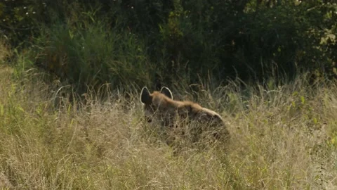 Spotted Hyena in the wild Stock Footage 154157685