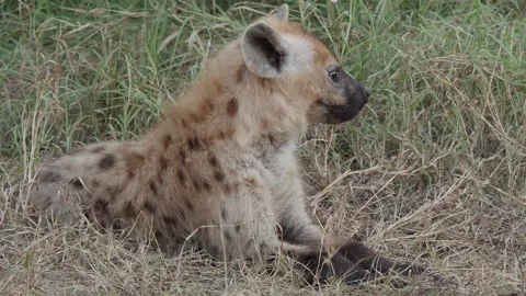 Spotted Hyena in the wild Stock Footage 154159423