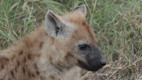 Spotted Hyena in the wild Stock Footage 154179617