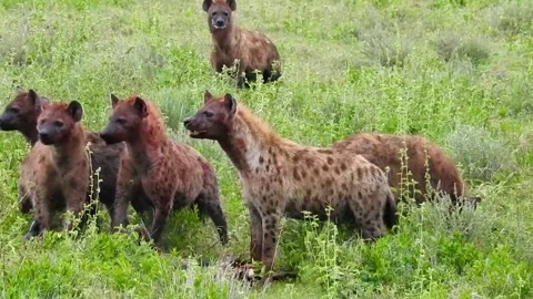 Spotted Hyenas devouring a blue wildebeest carcass, Serengeti Video stock 220207913